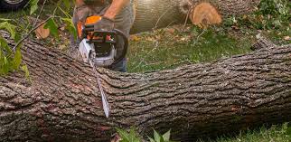 Best Tree Health Inspection  in Coleman, TX