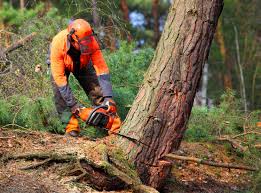 Best Tree Cabling and Bracing  in Coleman, TX